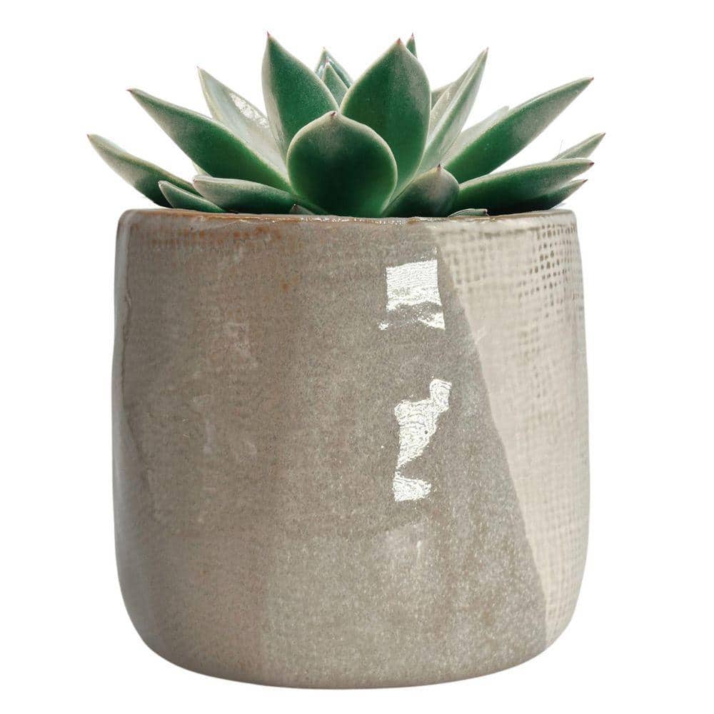Best HD Pictures about  Home Depot Ceramic Pots  with No AI Images