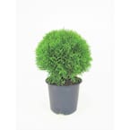 3 Gal. Little Giant American Arborvitae (Thuja) Live Evergreen Shrub