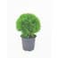 https://images.thdstatic.com/productImages/4af9ca02-3ed2-403d-9ee1-bd6d37ba8527/svn/bell-nursery-shrubs-hedges-thuja3olg1pk-64_65.jpg