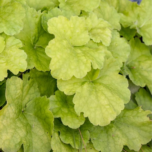 4.5 in.Qt. Dolce Pistachio Ambrosia Coral Bells (Heuchera Hybrid) Live Perennial Plant with Chartreuse Yellow Foliage