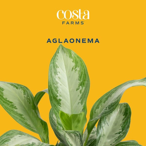 Costa Farms Aglaonema Creta Indoor Plant in 6 in. Grower Pot, Avg. Shipping  Height 1-2 ft. Tall M-SAV-G-POT-01 - The Home Depot