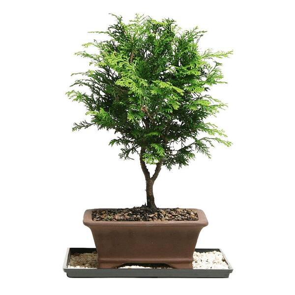 Brussel's Bonsai Dwarf Hinoki Cypress Bonsai