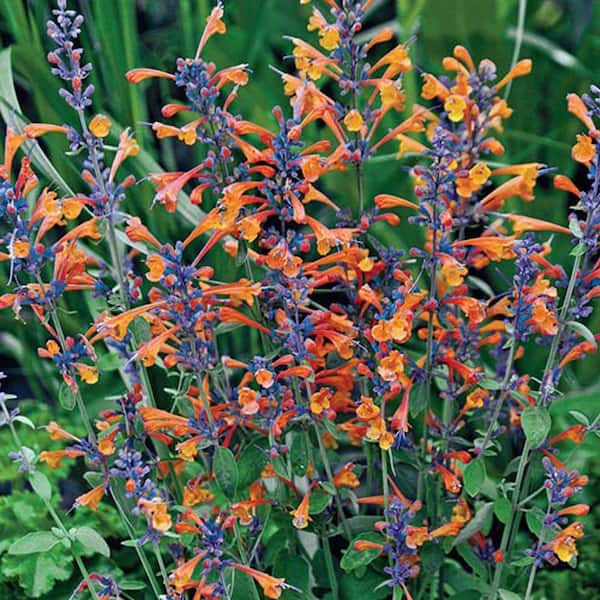 Spring Hill Nurseries 3 in. Pot Tango Hummingbird Mint (Agastache), Live Perennial Plant, Orange and Purple Flowers (1-Pack)