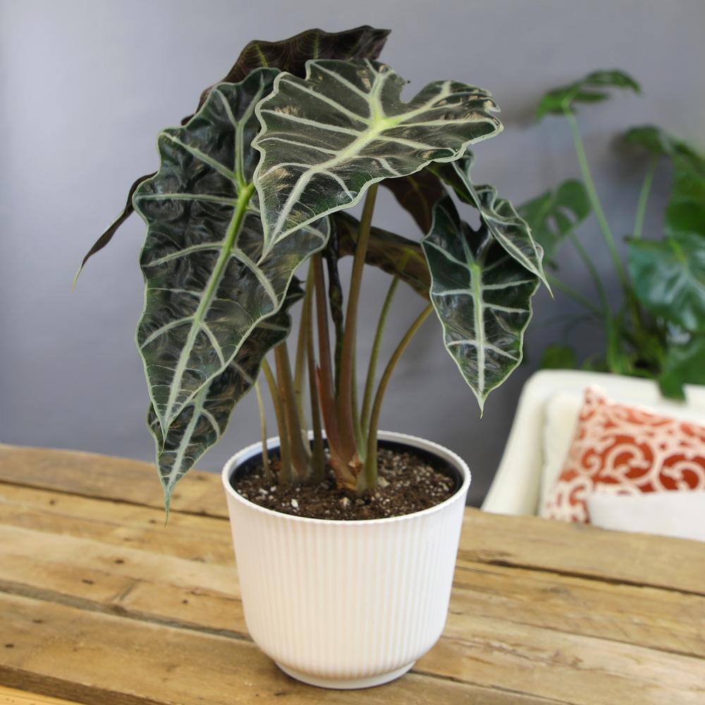 Alocasia Polly Elephant Ear Plant in White Planter