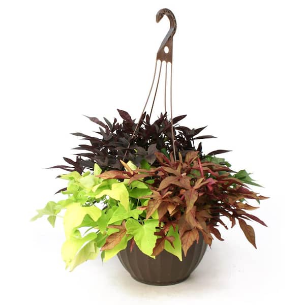 best soil for money tree Money Tree Soil Mix - 4 Quart main image 1