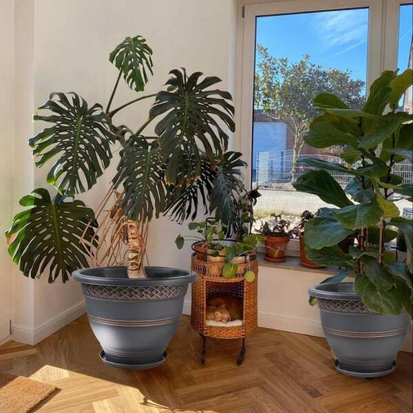 aloe vera plant pot size Aloe Vera main image 0