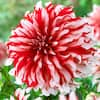 Dahlia Rich Red and White Bath Towel