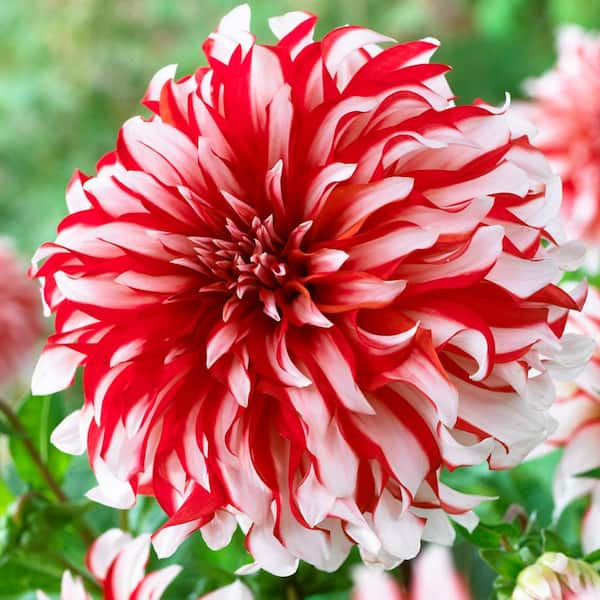 VAN ZYVERDEN Red and White Dahlia Santa Claus Bulbs (5-Pack)