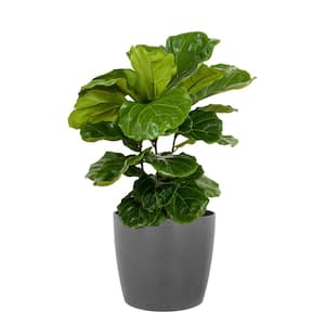 Fiddle Leaf Fig Ficus Lyrata Bush Live Indoor Outdoor Plant in 10 inch Premium Ecopots Grey Pot