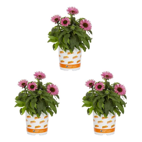 2 Qt. Echinacea Sunseeker Magenta Perennial Plant (3-Pack)