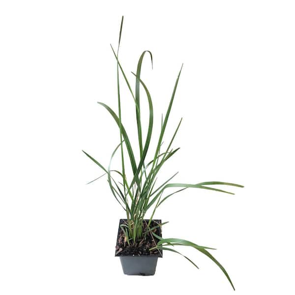 Daylily Nursery Karl Foerster 3-Total Plants in 3 Separate 4 in. Pot