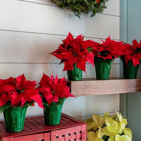 20 Festive Christmas Flowers and Plants That Aren't Poinsettias