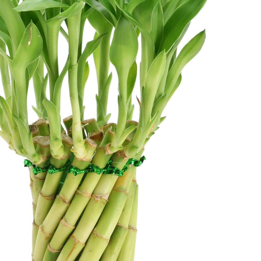 Tornado Lucky Bamboo in Khaki Ceramic Planter