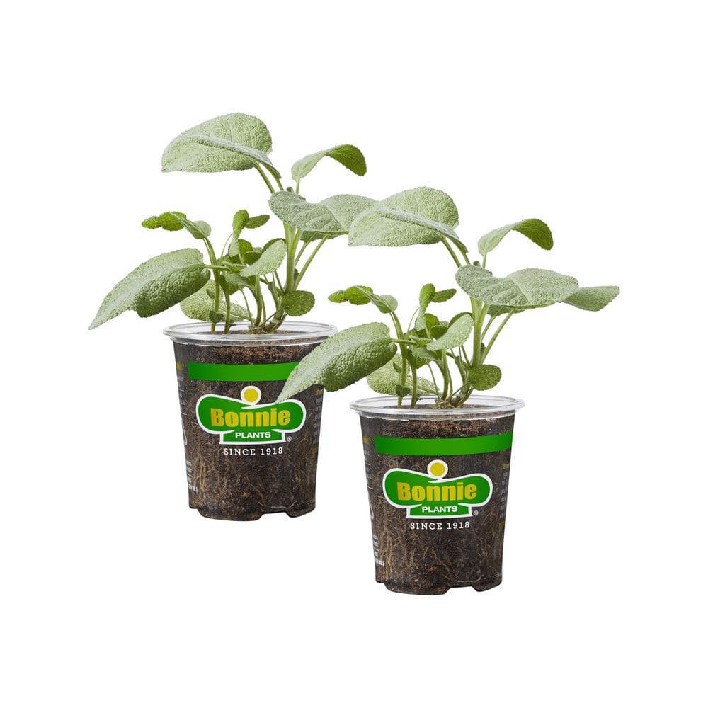 Bonnie Plants 19 oz. Garden Sage Herb Plant (2-Pack) 202013 - The Home ...