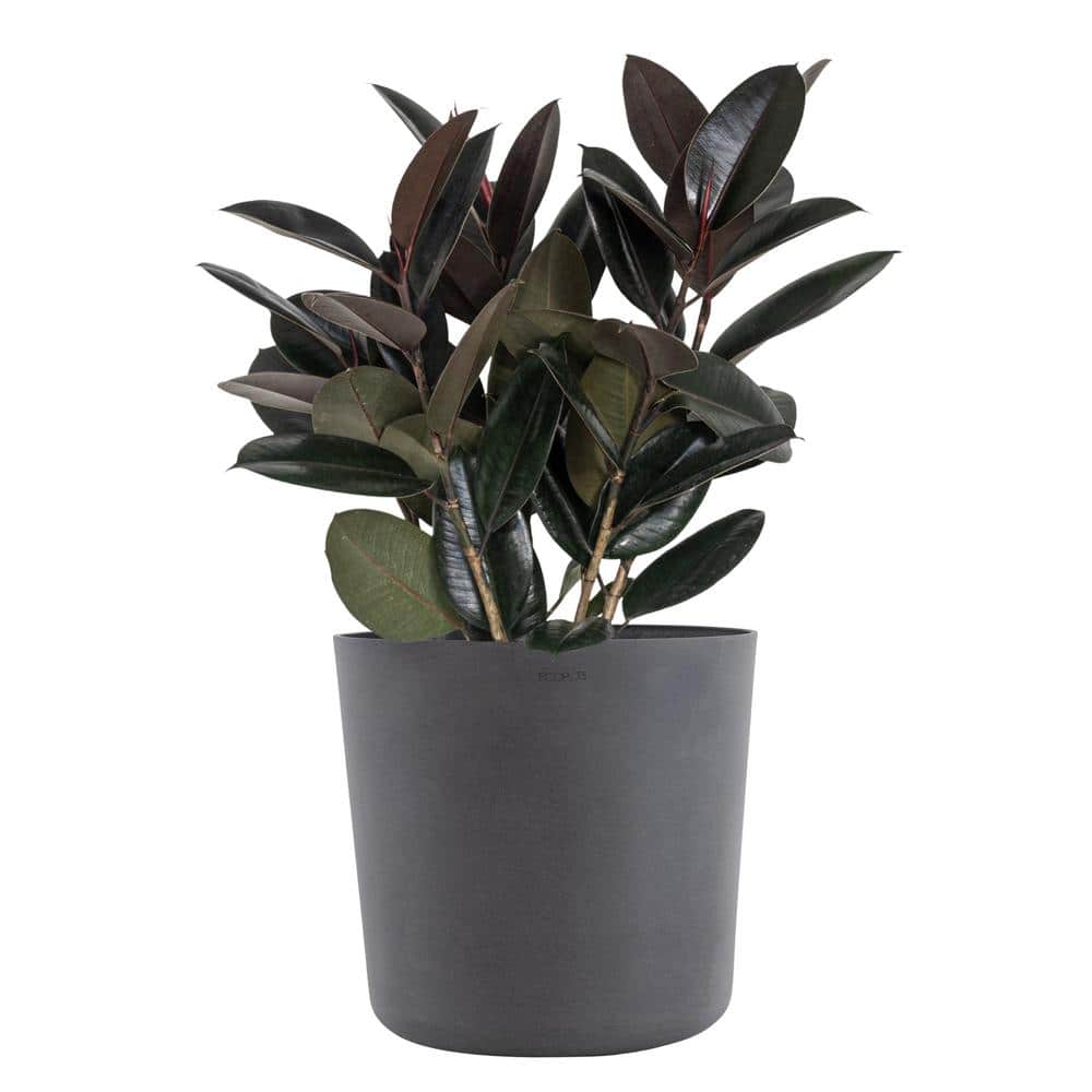 united-nursery-house-plants-