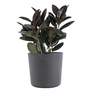 Burgundy Rubber Plant Live Ficus Burgundy Indoor Outdoor Plant in 10 in. Premium Ecopots Gray