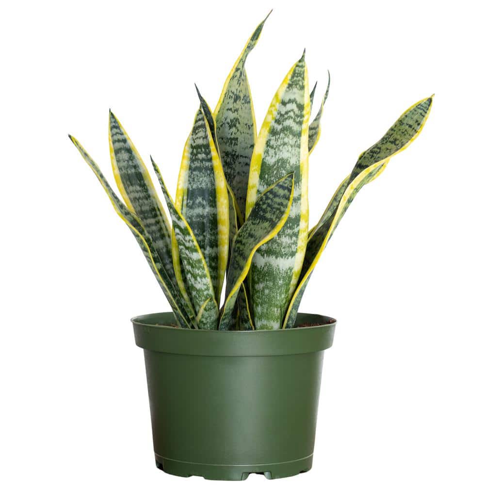 philodendron white wizard 4
