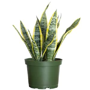 Live Snake Plant Sansevieria Laurentii in 6 inch Grower Pot