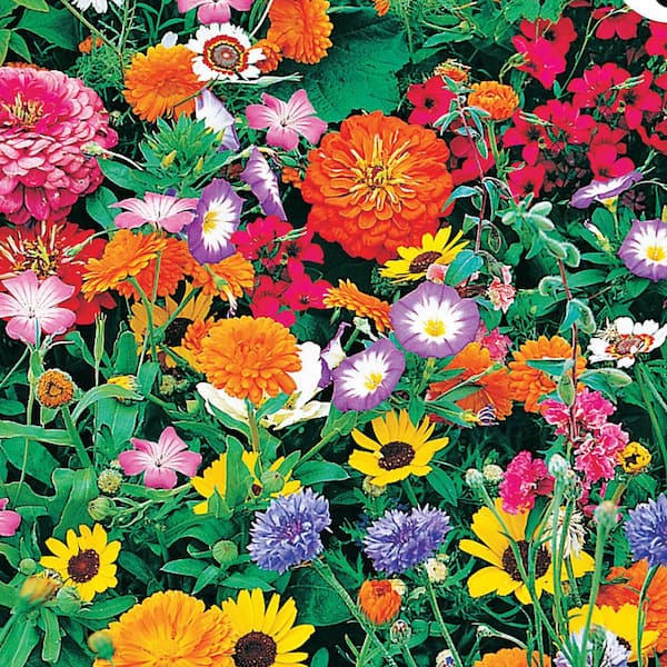 patio pots and plants Patio Pot Planting 101  Untiedt's Vegetable Farm