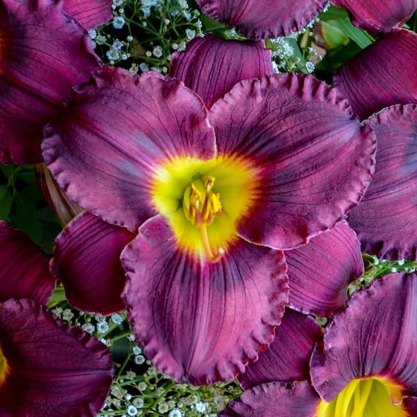 0.65 Gal. Rainbow Rhythm Nosferatu Daylily (Hemerocallis Hybrid) Live Perennial Plant with Purple Flowers