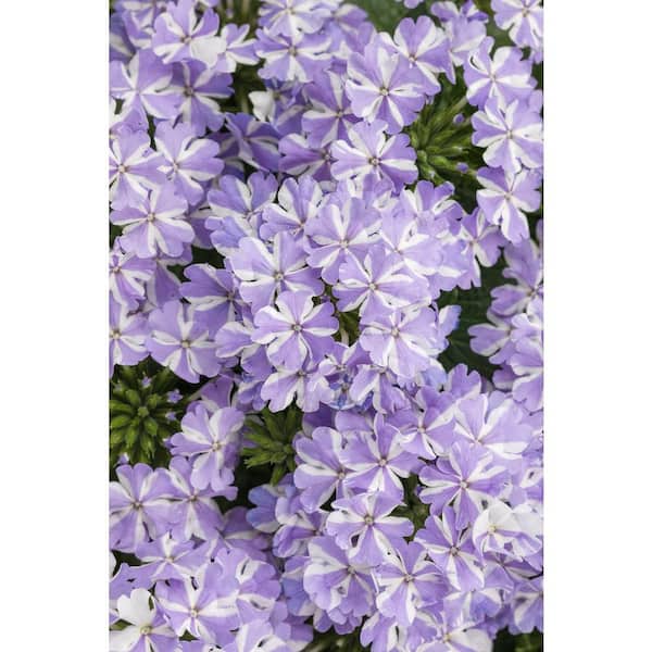 PROVEN WINNERS 4.25 in. Grande Superbena Stormburst (Verbena) Live Plants, Purple and White Striped Flowers (4-Pack)