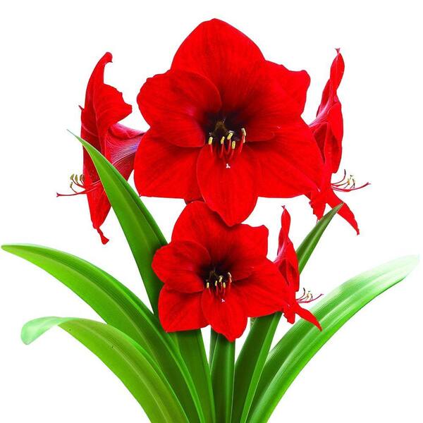 Bloomsz 44 cm - 46 cm Mammoth Amaryllis Red Lion Bulb