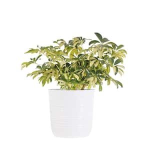 Schefflera Trinette Variegated Live Plant in 10 inch White Decor Pot