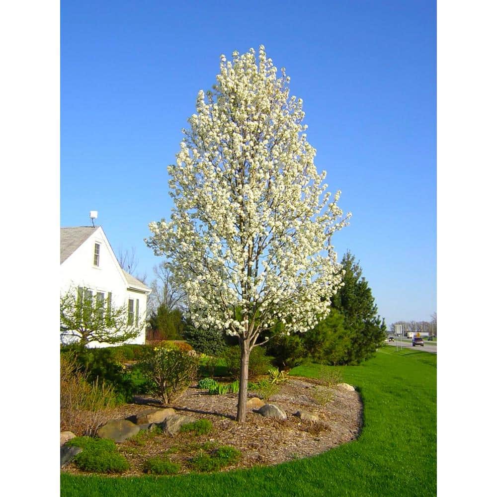 Online Orchards Cleveland Select Flowering Pear Tree Bare Root FLPR001 ...