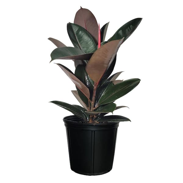 2 Gal. Burgundy Ficus Rubber Plant Indoor Tropical Houseplant Grower Pot (1-Pack)