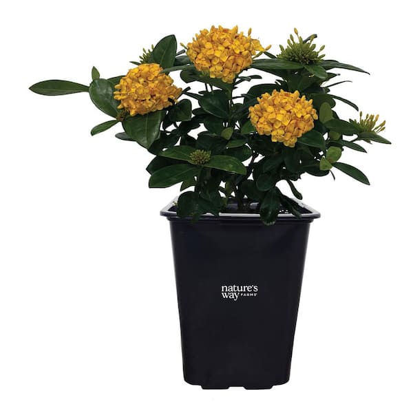 ixora maui yellow Live Outdoor Plant in Growers Pot Avg Shipping Height 1 ft. to 2 ft. Tall