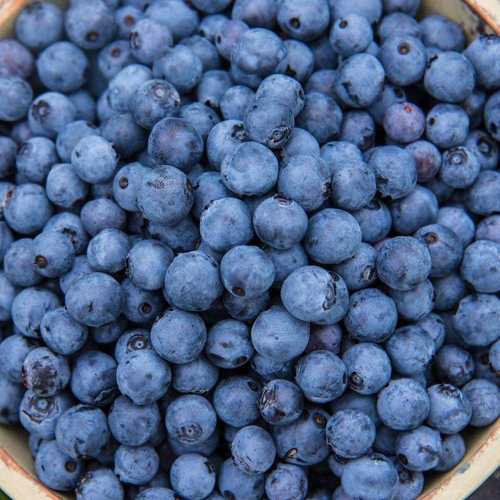 DIRECT GARDENING 3 Gal. Pot, Mini Blues Blueberry Bush Fruit Bearing ...