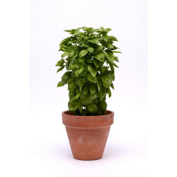 Pennington 6 in. Super Sweet Genovese Basil Plant (2-Pack)