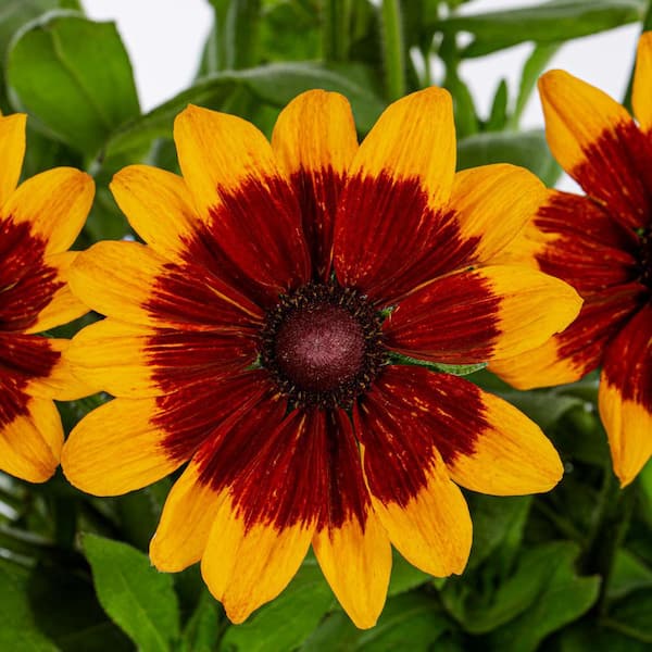 Metrolina Greenhouses 2 Gal. Sunbeckia Mia Rudbeckia Perennial