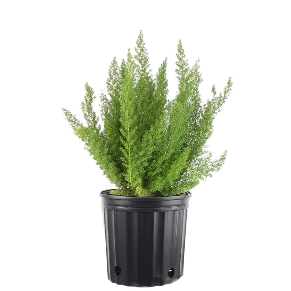 Costa Farms 10 in. Foxtail Fern Plant in Pot 1.70GASPFOX - The Home Depot