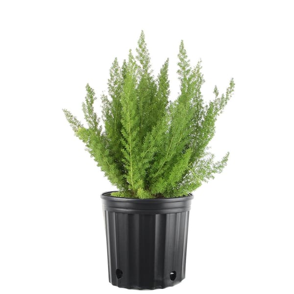 Costa Farms 10 in. Foxtail Fern Plant in Pot