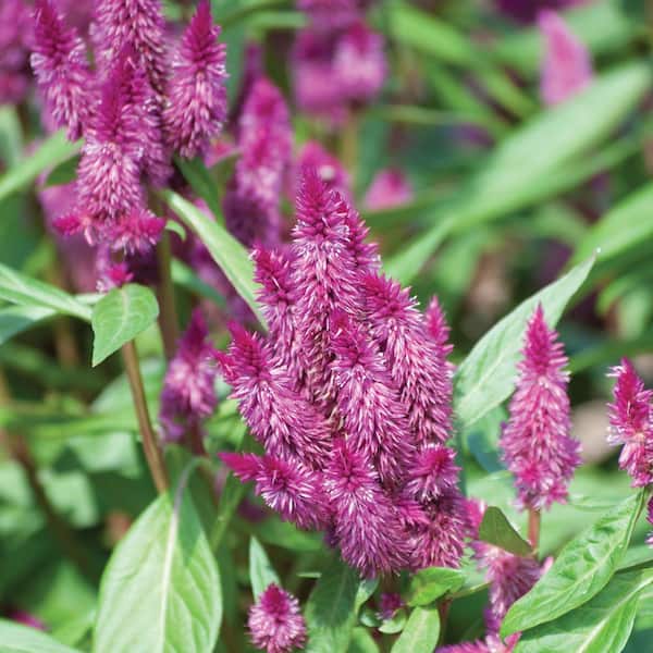 Vigoro 1.71 Pint Intenz Blue and Purple Cock's Comb Plant