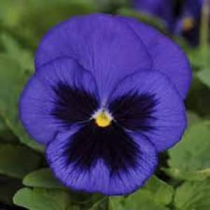 4 in. Blue Blotch Pansy Annual Live Plant with Blue Flowers (8-Pack)