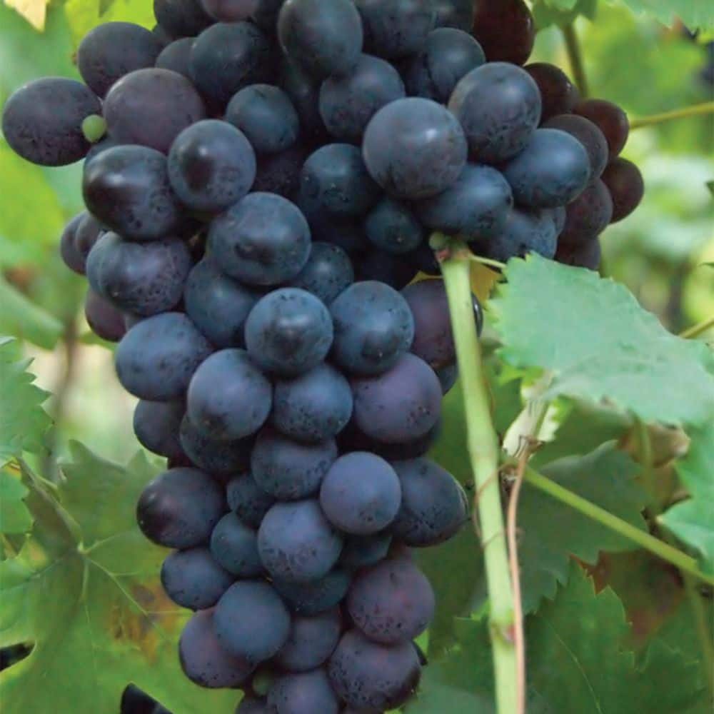 VAN ZYVERDEN Grapes Thomcord Seedless Plant (Set of 1) 84549 - The