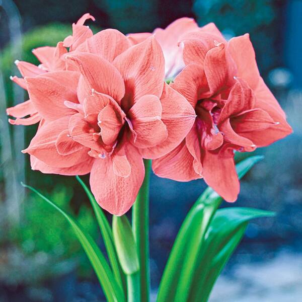 Breck's Sweet Nymph Double Amaryllis (Hippeastrum) Bulb (1-Pack)