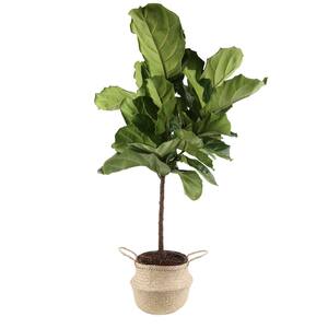 Ficus Lyrata Fiddle Leaf Fig Standard Plant, 42 in Tall in 10 in. Natural Planter