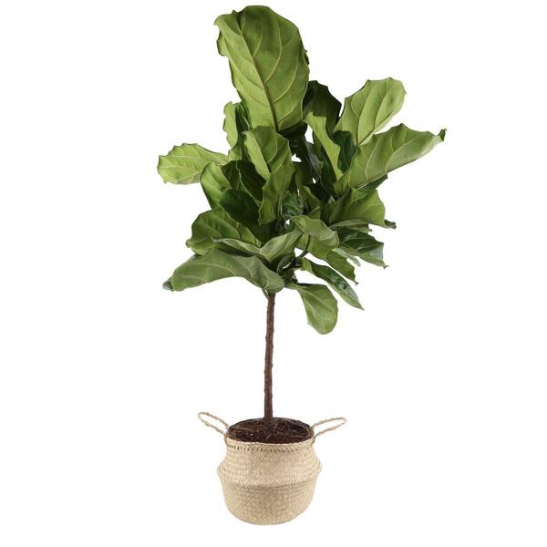 Costa Farms Ficus Lyrata Fiddle Leaf Fig Standard Plant, 42 in Tall in 10 in. Natural Planter