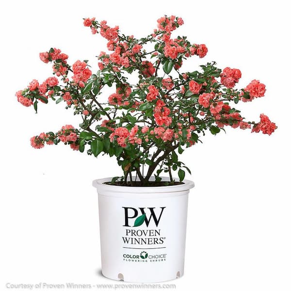 MCCORKLE 2 Gal. Double Take Pink Quince Flowering Shrub with Large Bright Pink Double Blooms