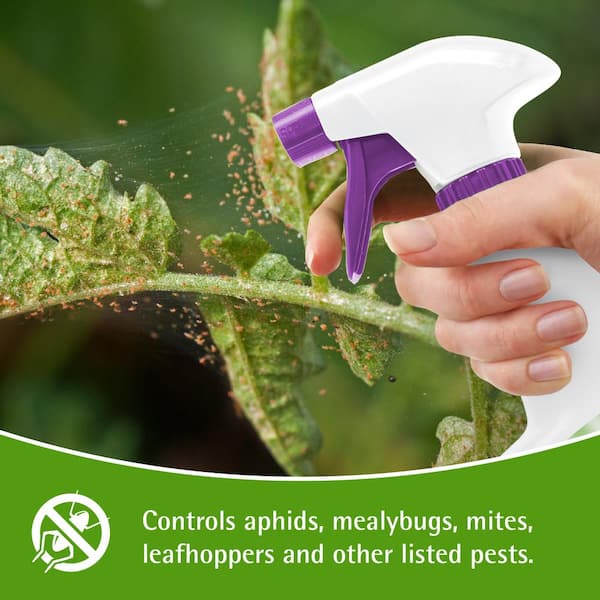 Plant Spray Bottle for Insects (16oz) by Kate's Garden. Garden Plant Care  Peppermint Oil Spray for Bugs, Fungus Gnat. Insecticide for Fruit Flies