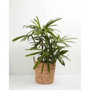 10 in. Lady Palm (Rhapis Excelsa) Plant in Grower Pot