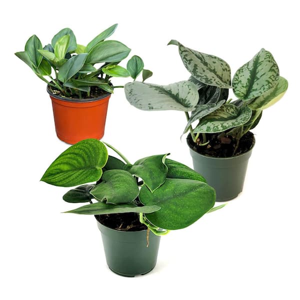 4 in. SpaceScape Houseplant Pothos Plant Collection in Grower Container (3-Pack)