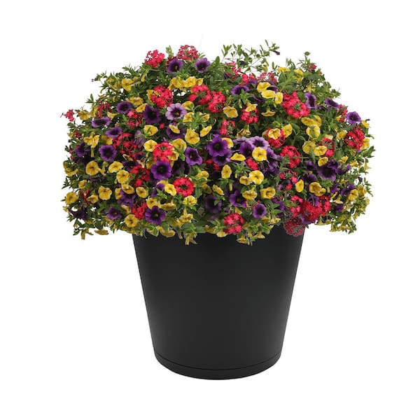 Kyra Large Black Plastic Round Planter with Attached Saucer (16 in. L x 16 in. W x 14.17 in. H)