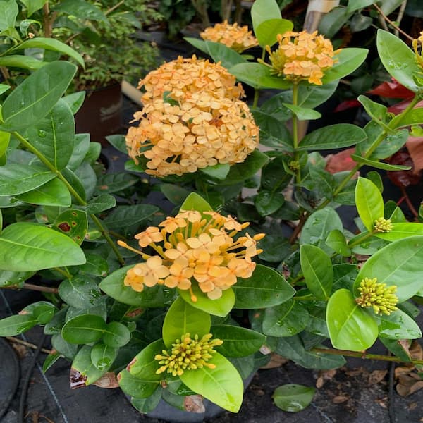 OnlinePlantCenter 10 in. Maui Yellow Ixora Flowering Shrub With Yellow  Flowers IX011G3 - The Home Depot