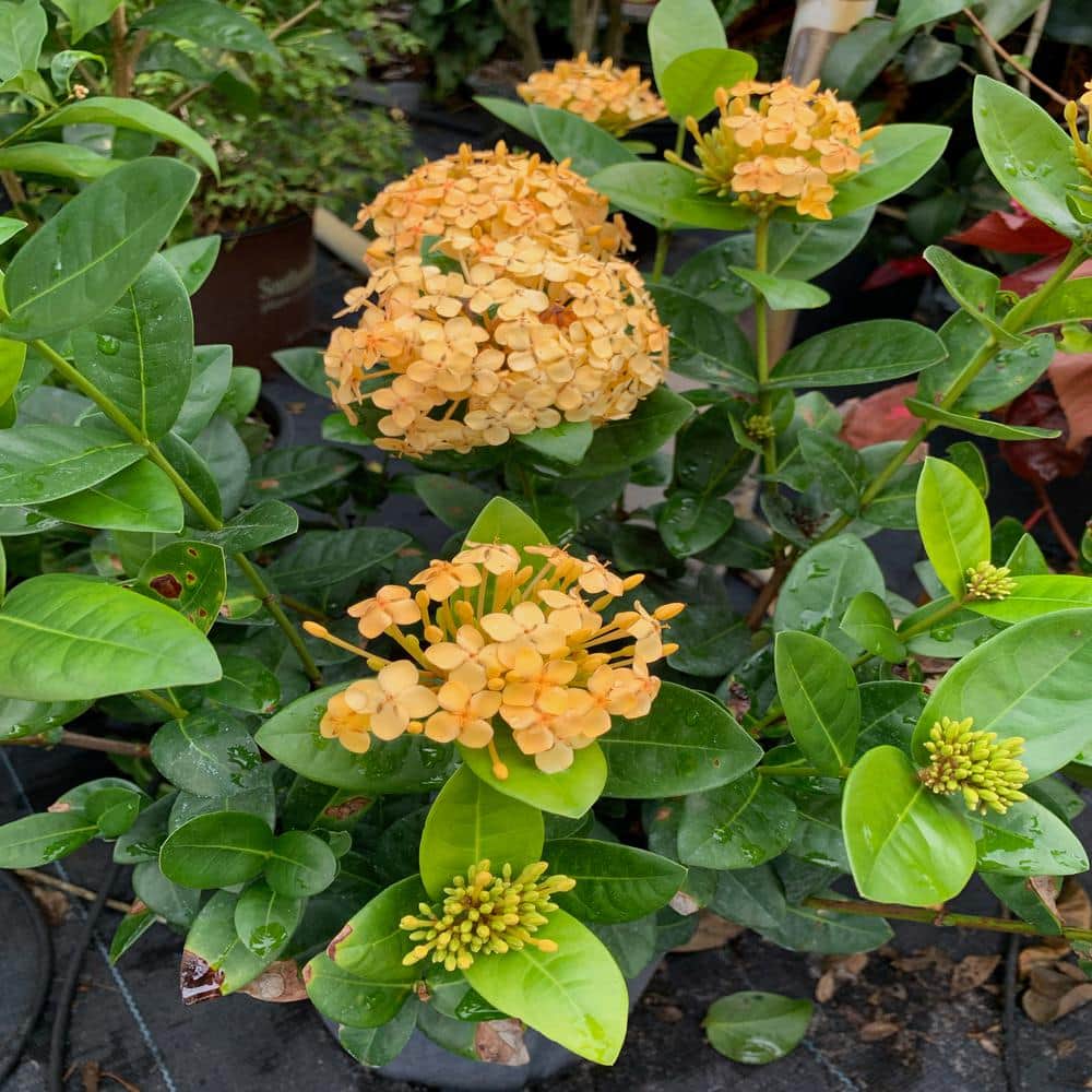Image of Ixora bush with yellow flowers