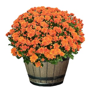 3 Qt. Chrysanthemum (Mum) Plant with Orange Flowers in Whiskey Barrel