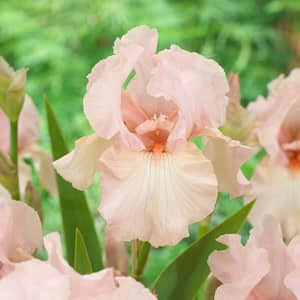 #1, Pink Attraction Bearded Iris Flower Bulbs, Bare Roots (Bag of 2)